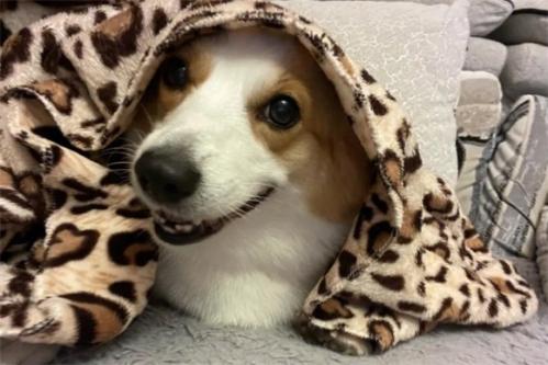 柯基犬怎么样喂养啊-图1