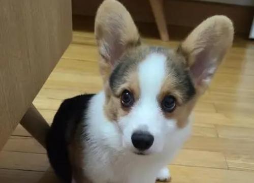 怎么看出小柯基认你做主人了呢-图1