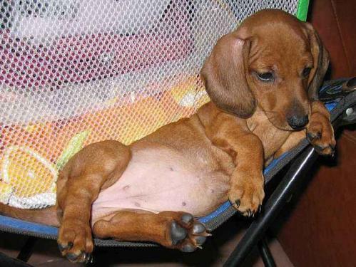 短毛腊肠犬多少钱一只