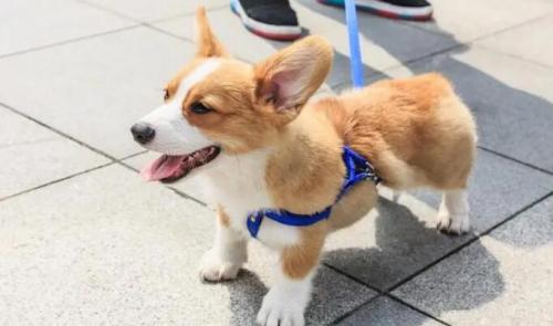 柯基犬不听话怎么办-图1