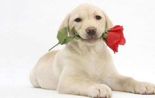 拉布拉多犬幼犬价格-图1