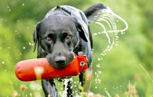 拉布拉多幼犬多少钱-图1