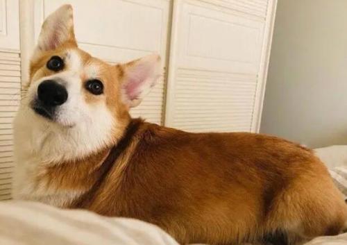 柯基犬多久驱虫一次-图1