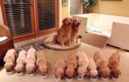 拉布拉多犬的价格-图1