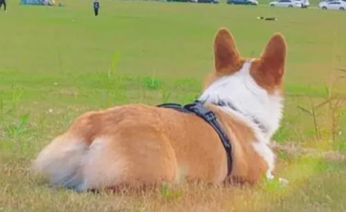 正常一只柯基多少钱