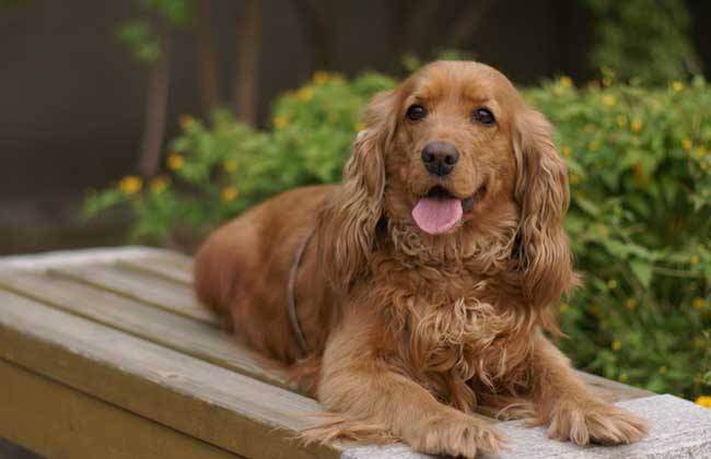 小可卡犬多少钱一只