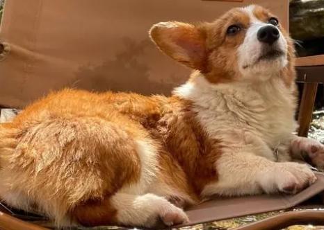 柯基犬一天喂几次-图1