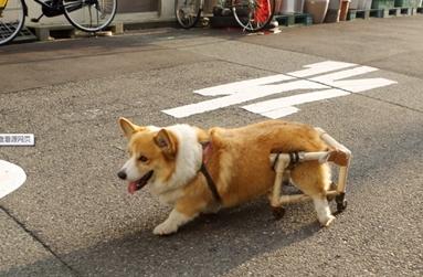 柯基犬后腿瘸了怎么回事-图1