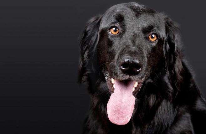 黑色可卡犬价格