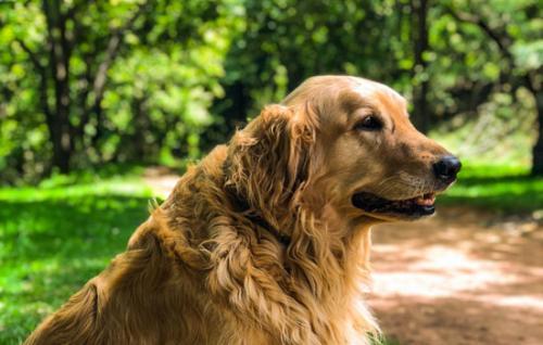 金毛幼犬价格-图1