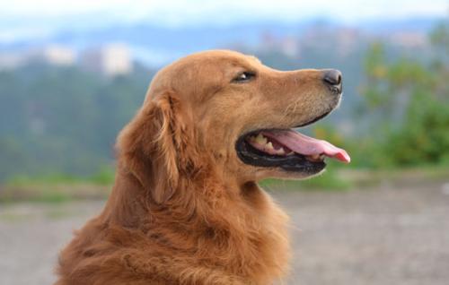 金毛幼犬多少钱
