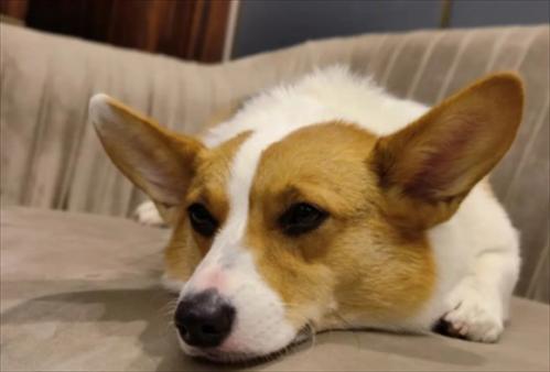宠物狗柯基犬多少钱一只-图1