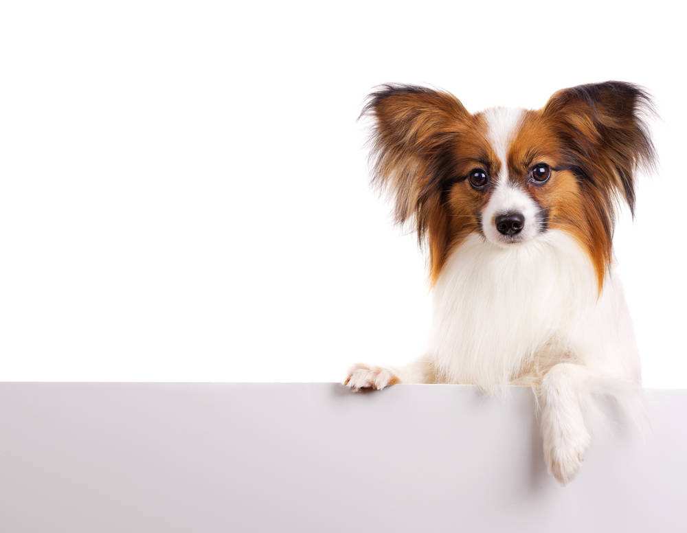 小蝴蝶犬多少钱-图1