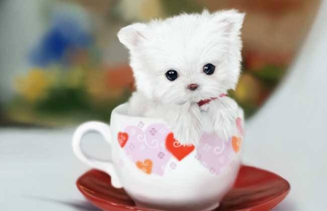 一只茶杯犬多少元