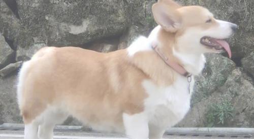 柯基犬智商排名-图1