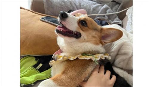 如何训练柯基犬不咬人-图1