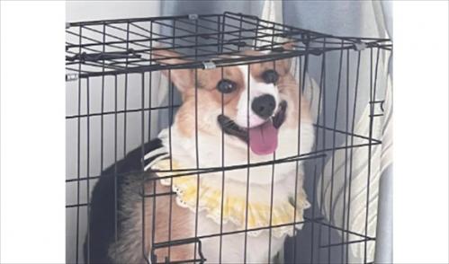 如何判断柯基犬纯不纯-图1