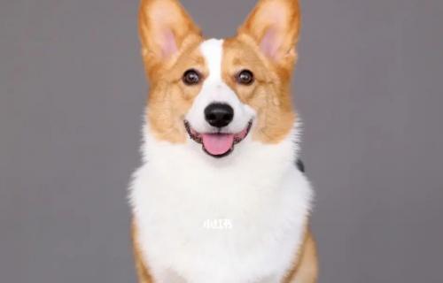 柯基犬左后腿突然瘸了-图1
