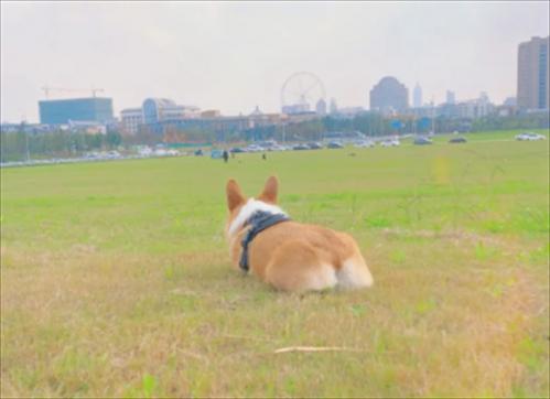 柯基夏天用不用剃毛