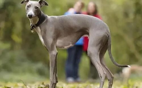 惠比特犬怎么看纯不纯-图1