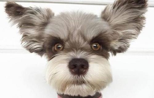 挑选雪纳瑞幼犬的要点