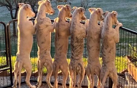 惠比特犬能看家护院吗-图1