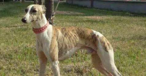 惠比特犬看家护院好吗-图1