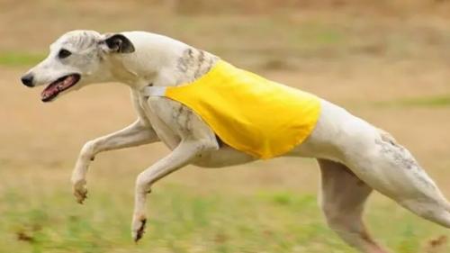 惠比特犬多少钱一只