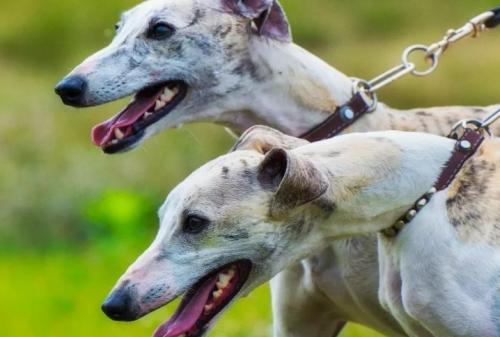 惠比特犬打架厉害吗-图1
