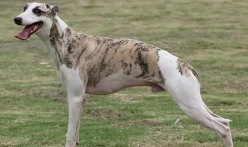 惠比特犬聪明吗-图1