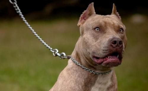 比特犬袭击自己的主人为什么-图1