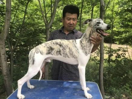 惠比特容易丢狗吗-图1