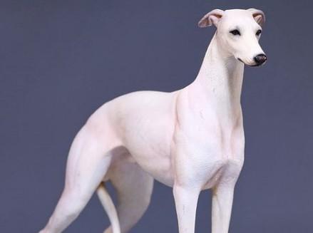 惠比特犬智商介绍-图1