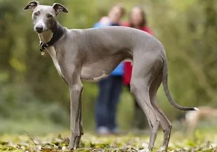 惠比特犬是世界名犬吗