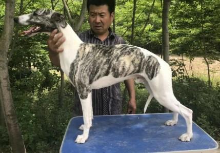 惠比特犬多大-图1