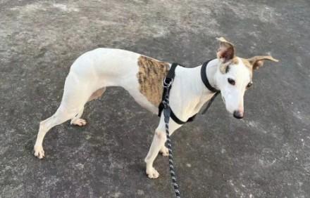 惠比特犬的优点缺点