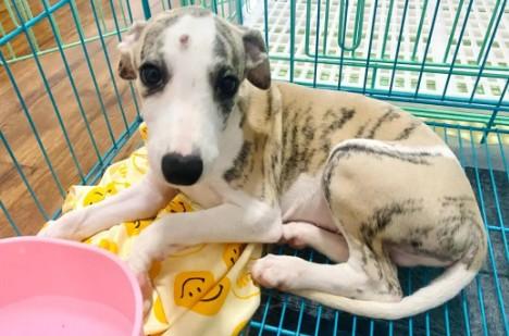 惠比特成年犬体重多少-图1
