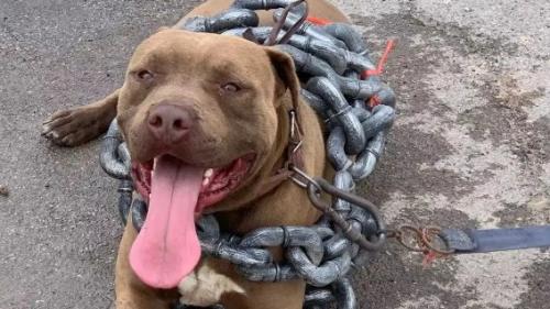 斗狗比特犬老了被遗弃-图1