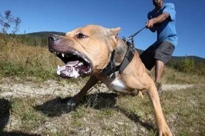 比特犬咬人怎么自救-图1