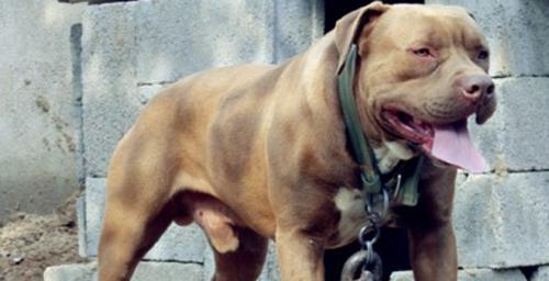 比特犬会帮助主人吗-图1