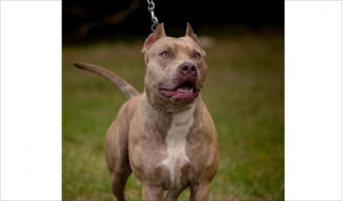 比特犬和藏獒哪个厉害-图1