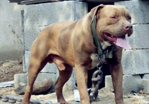 比特犬的毛是短毛还是长毛-图1