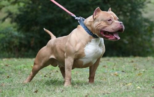 比特犬阿德曼血统打法