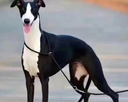惠比特犬智商排名