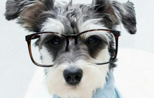 梗犬跟普通犬什么区别-图1