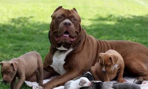 比特犬图片高清图片