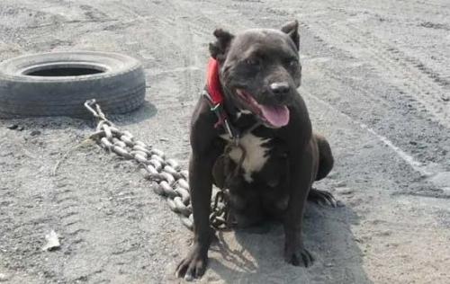 一刀砍死比特犬视频-图1