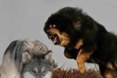 藏獒犬能打过狼吗-图1