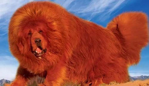 红色藏獒幼犬500元出售-图1