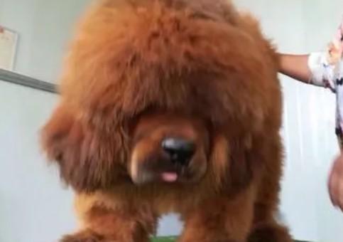 小狮头藏獒怎么样好养吗